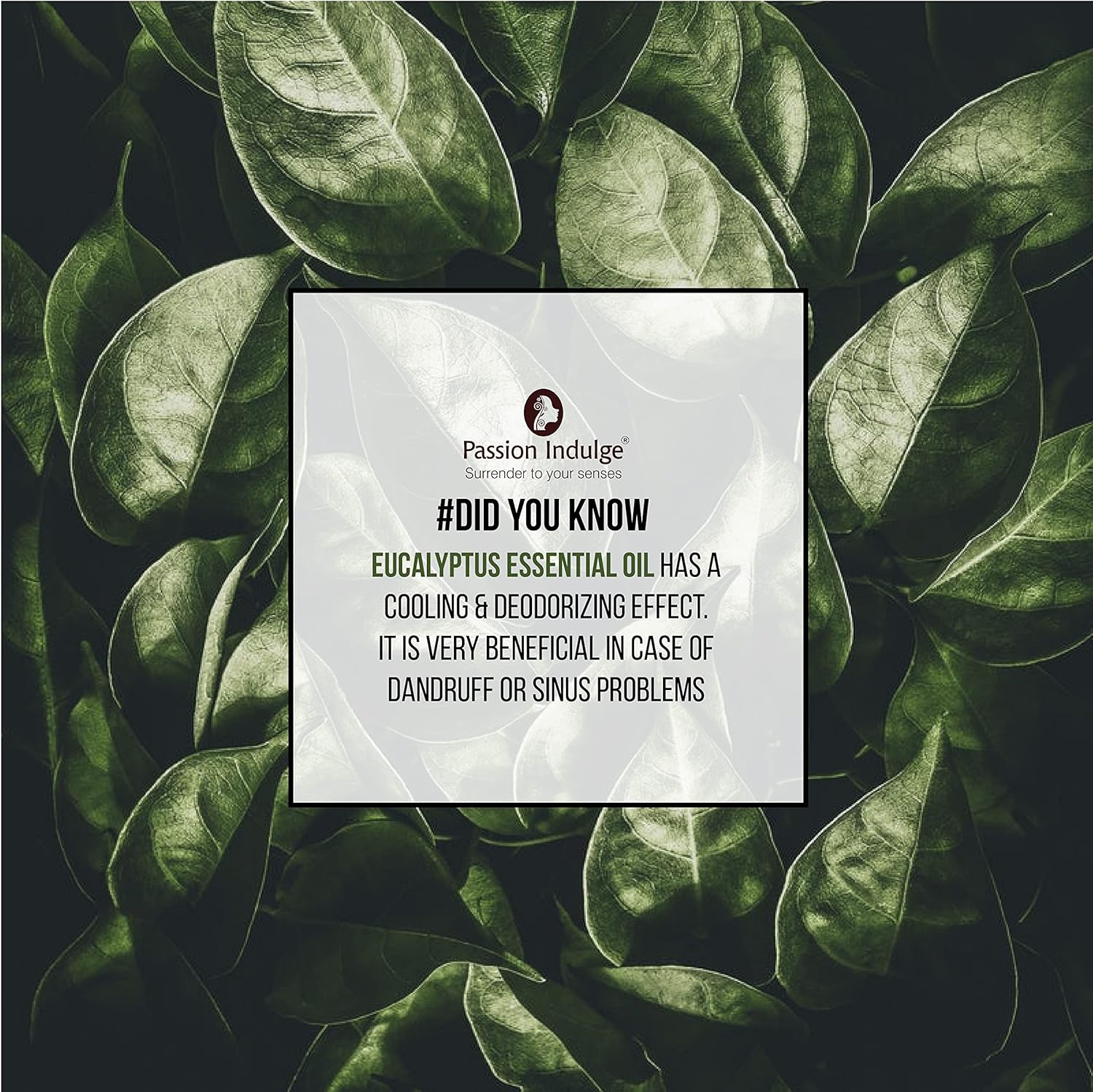 Passion Indulge Eucalyptus Essential Oil for Skin Eruptions, Acne, Oily Skin and Hair Dandruff - 10ml