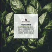 Passion Indulge Eucalyptus Essential Oil for Skin Eruptions, Acne, Oily Skin and Hair Dandruff - 10ml
